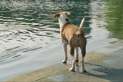 BChienParcLafontaine